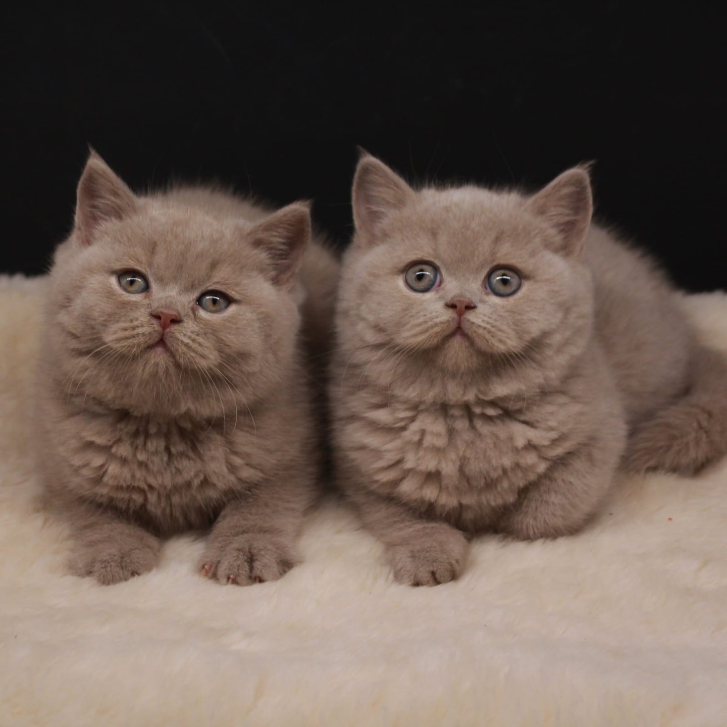 Mace British Shorthair ngjyrë fawn – Dyqan Kafshesh Elif