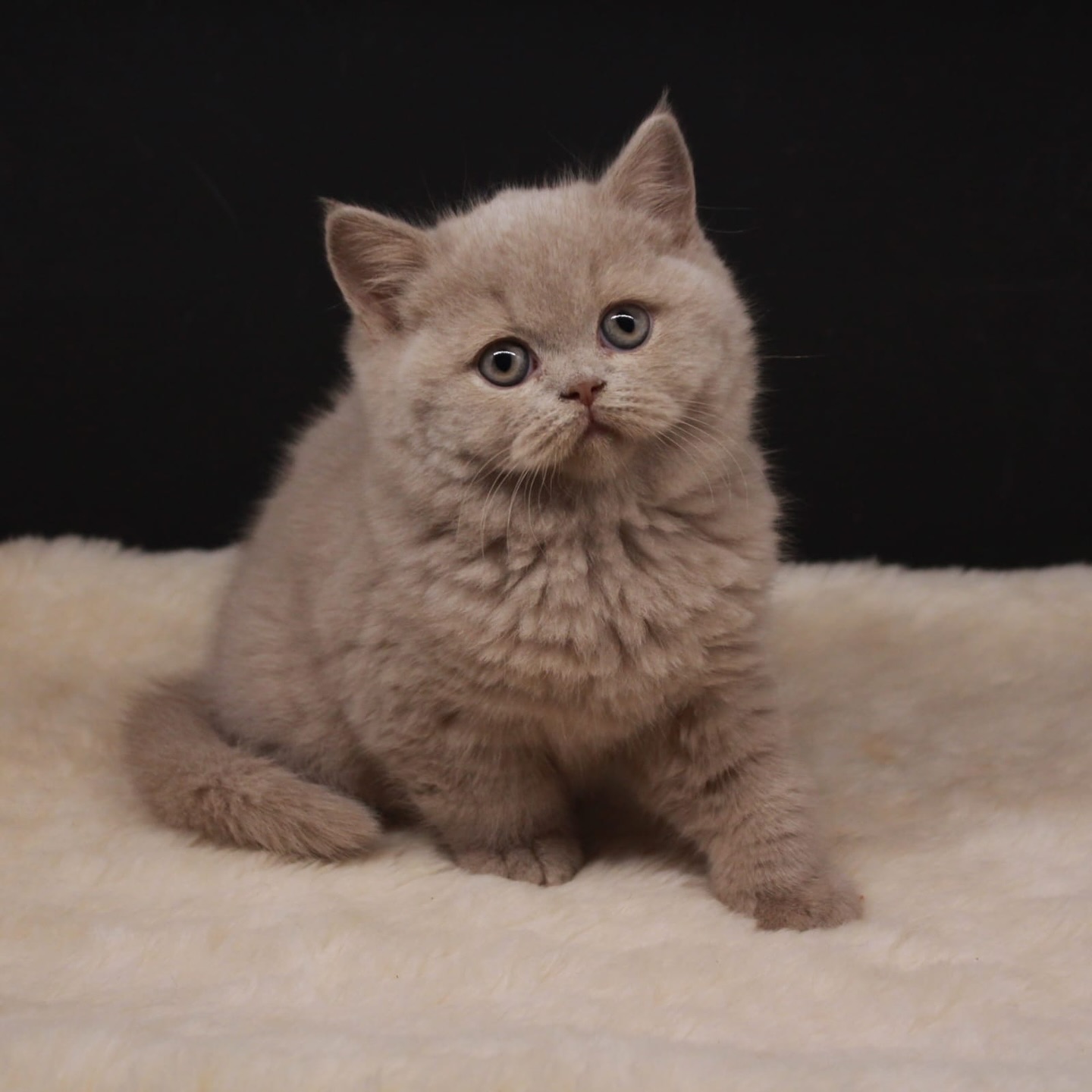 Mace British Shorthair ngjyrë fawn – Dyqan Kafshesh Elif (2)