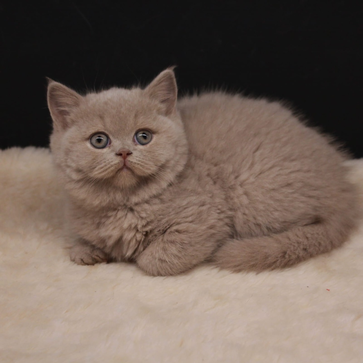 Mace British Shorthair ngjyrë fawn – Dyqan Kafshesh Elif (3)