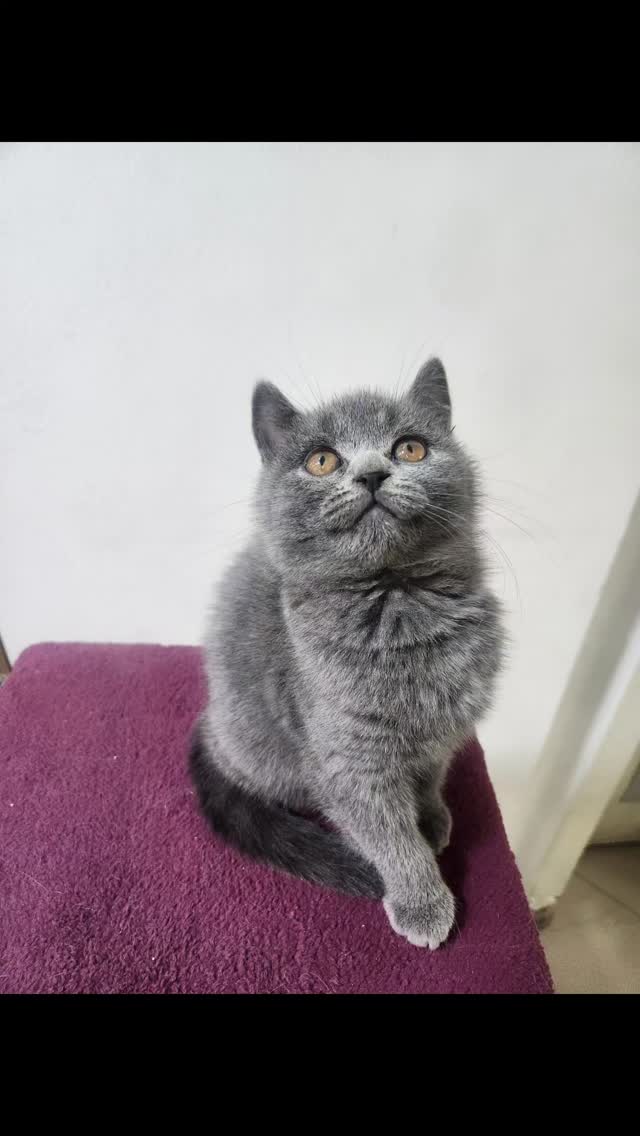Kotele British Shorthair gri – Dyqan Kafshesh Elif