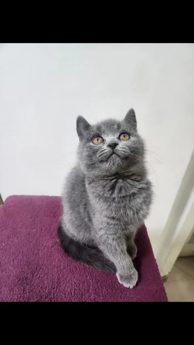 Kotele British Shorthair gri