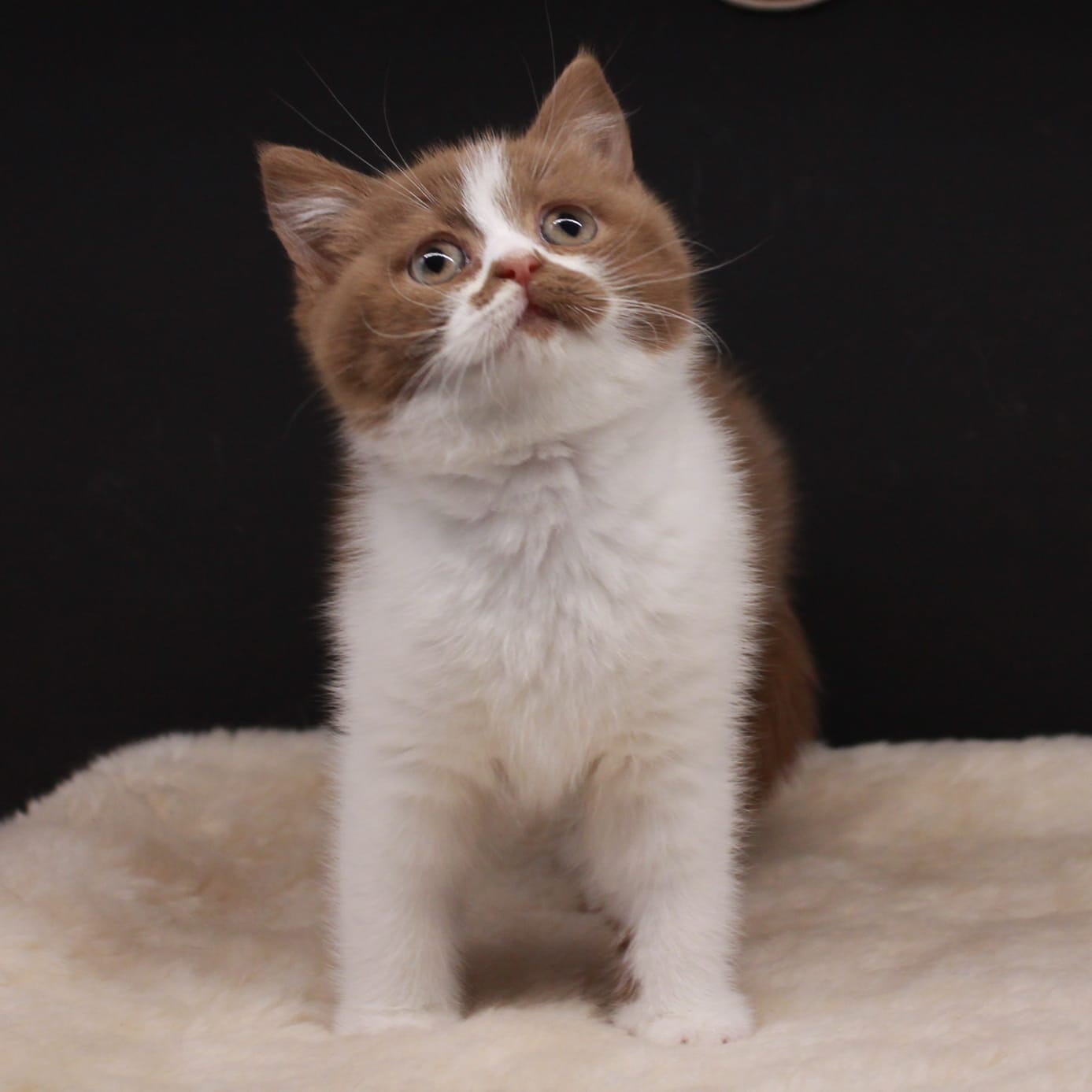 Mace British Shorthair Cinnamon Bicolor – Dyqan Kafshesh Elif