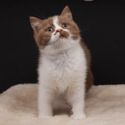 Mace British Shorthair Cinnamon Bicolor