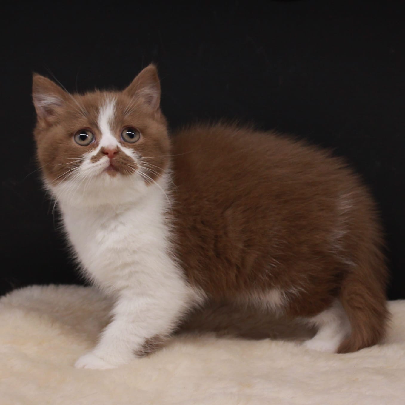 Mace British Shorthair Cinnamon Bicolor – Dyqan Kafshesh Elif (2)