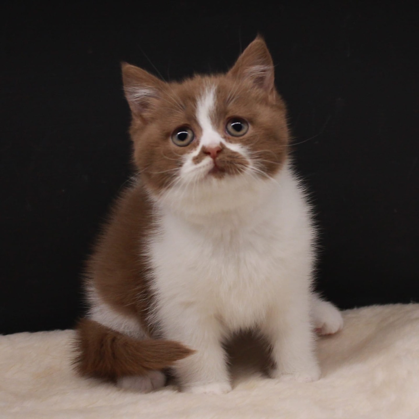 Mace British Shorthair Cinnamon Bicolor – Dyqan Kafshesh Elif (3)
