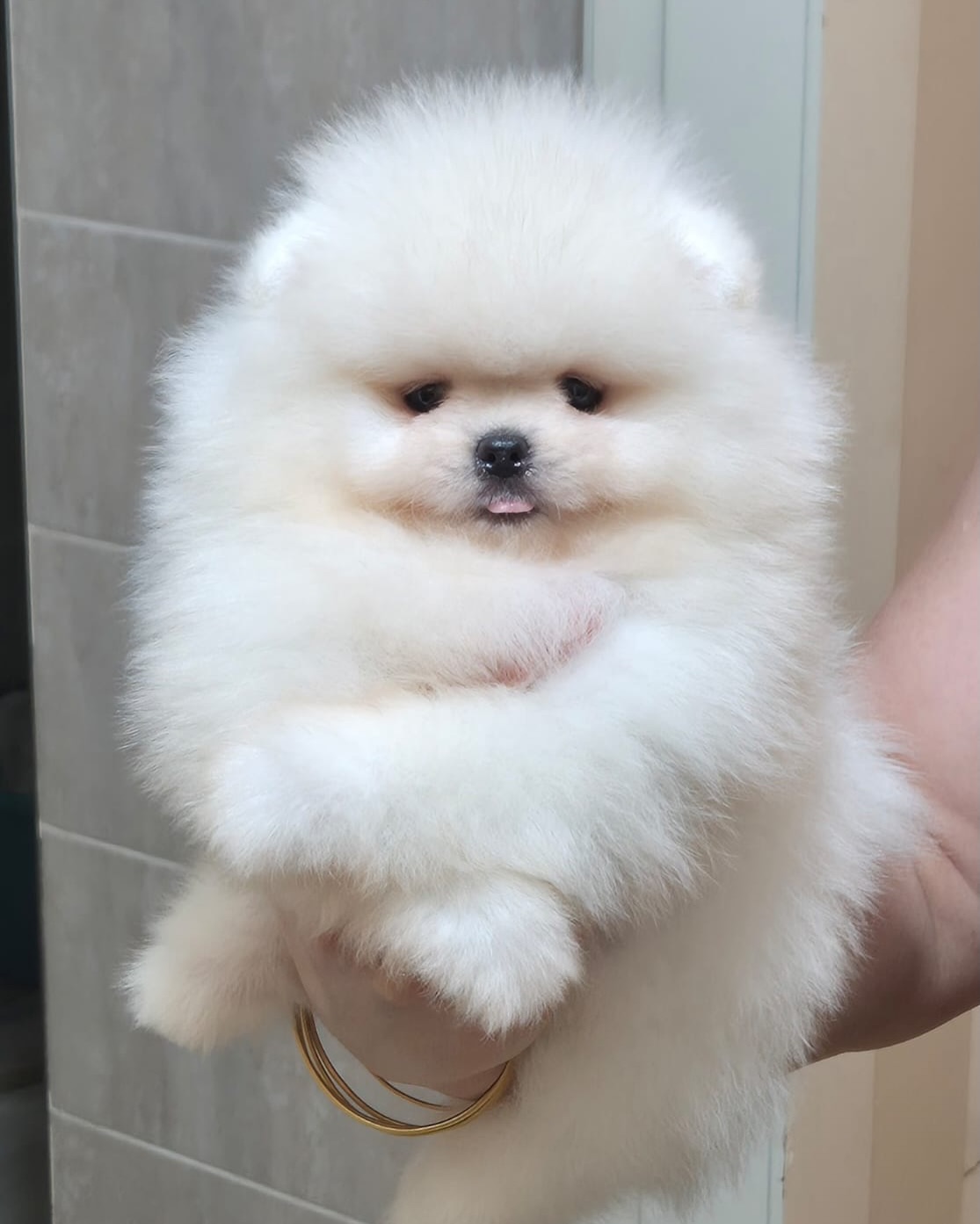 Qenush Pomeranian teddy bear – Dyqan Kafshesh Elif (2)