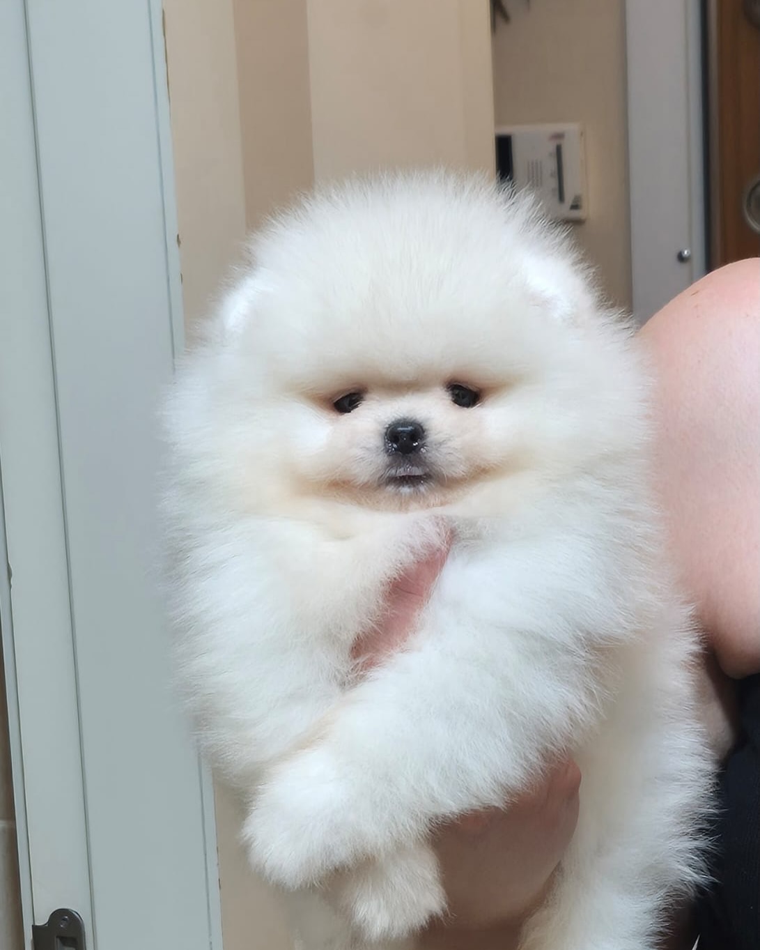 Qenush Pomeranian teddy bear – Dyqan Kafshesh Elif (3)