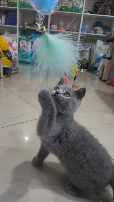 Kotele British Shorthair gri
