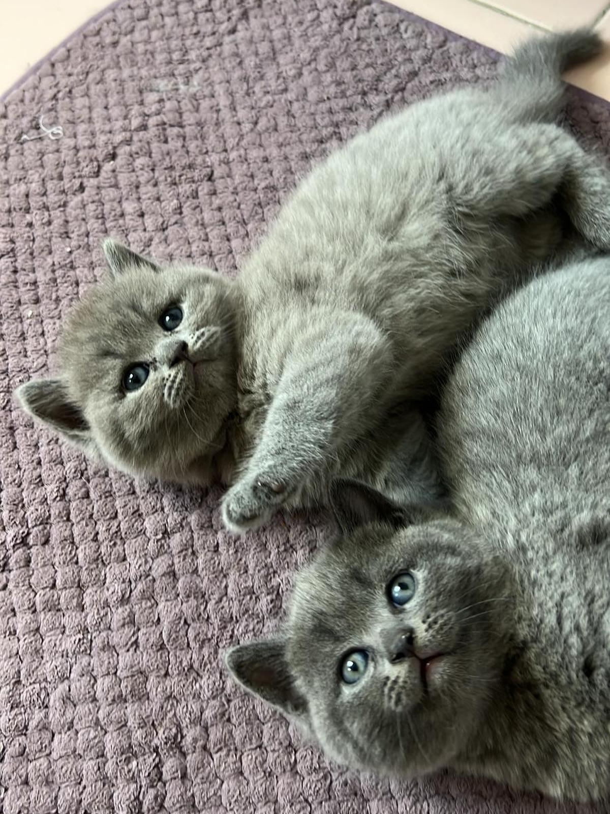 Mace British Shorthair e vaksinuar me pashaportë – Dyqan Kafshesh Elif