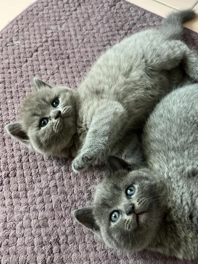 Mace British Shorthair e vaksinuar me pashaportë