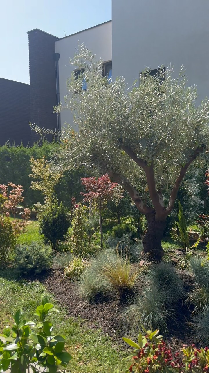 Kopsht me pemë ulliri dhe bimë dekorative – Fidanishte & Lulishte GARDEN