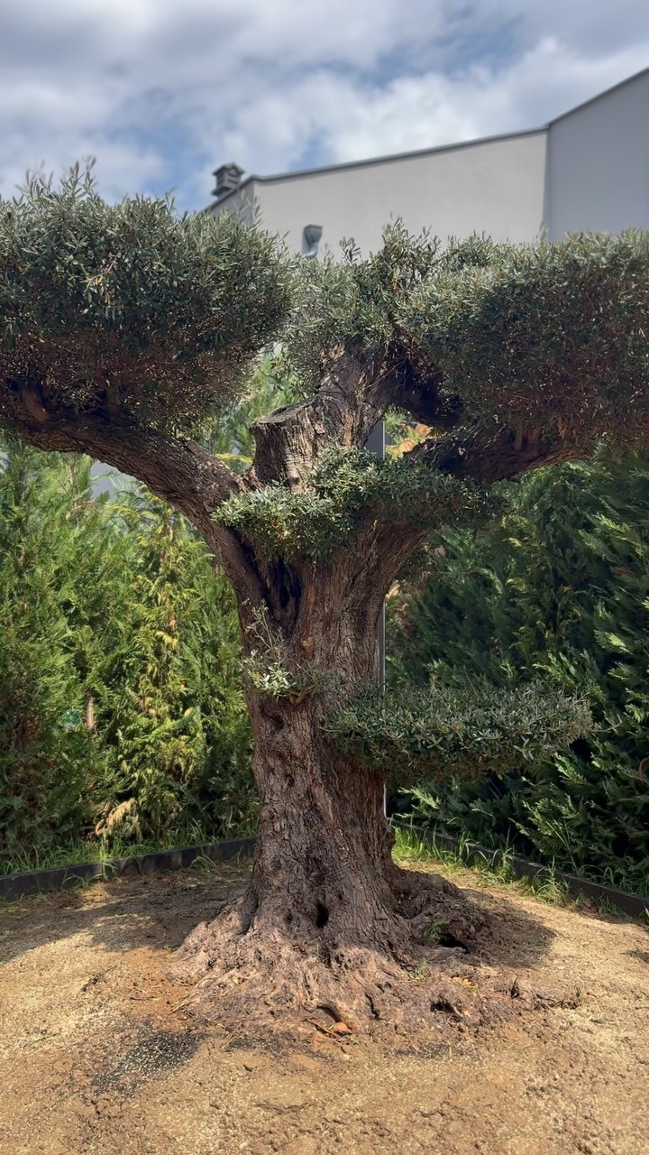Pemë ulliri dekorative për kopsht – Fidanishte & Lulishte GARDEN