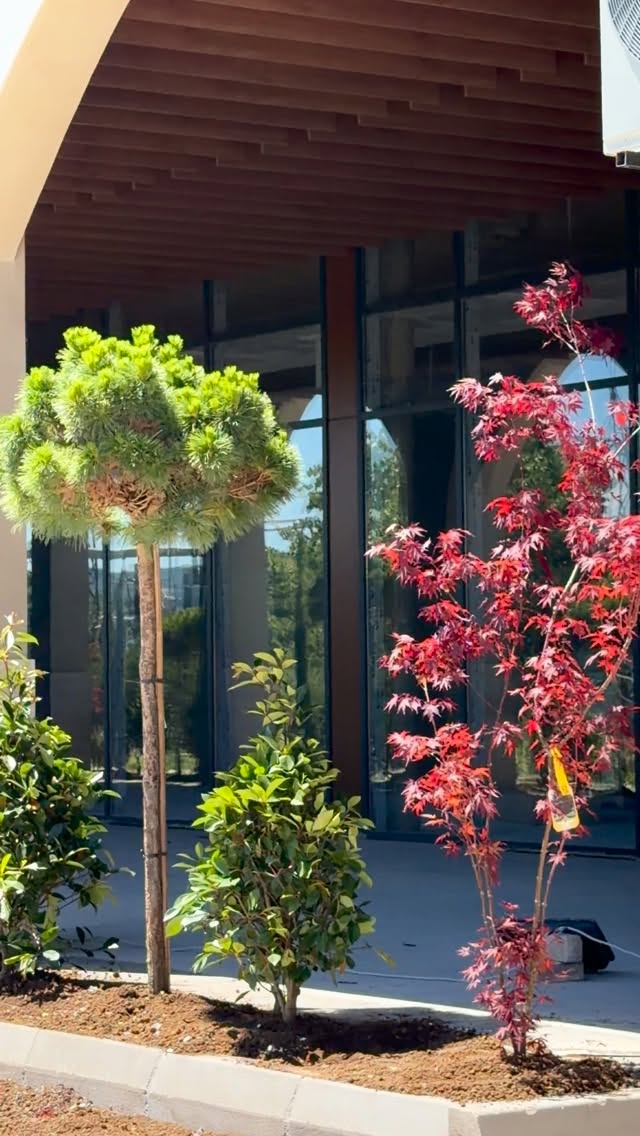 Pemë dekorative dhe panjë japoneze e kuqe – Fidanishte & Lulishte GARDEN