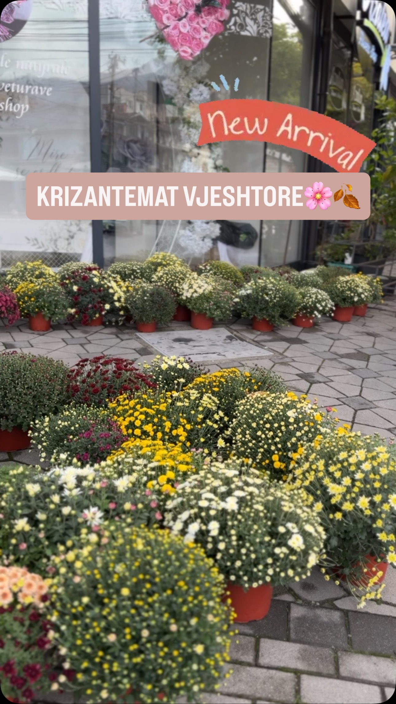 Krizantema vjeshtore në vazo – Azalea Flowers Shop