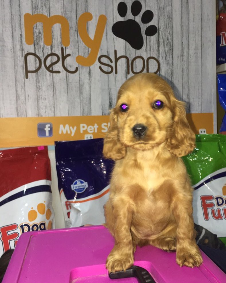 Këlysh Cocker Spaniel ngjyrë ari – My Pet Shop