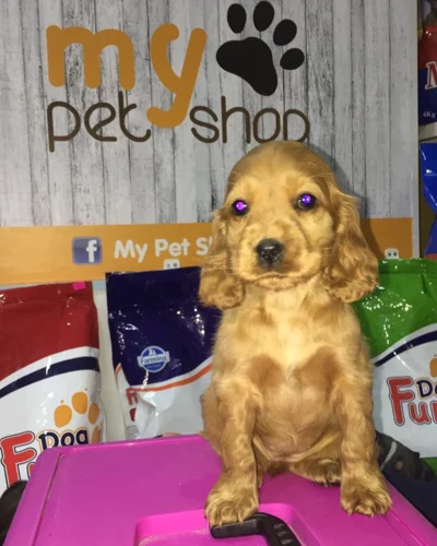 Këlysh Cocker Spaniel ngjyrë ari