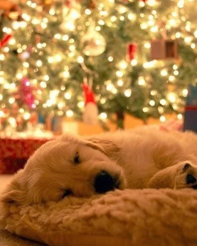 Këlysh Golden Retriever që fle pranë bredhit