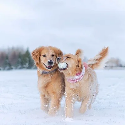 Dy qen Golden Retriever në dëborë