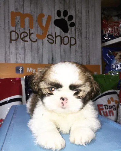 Këlysh Shih Tzu bardh e kafe