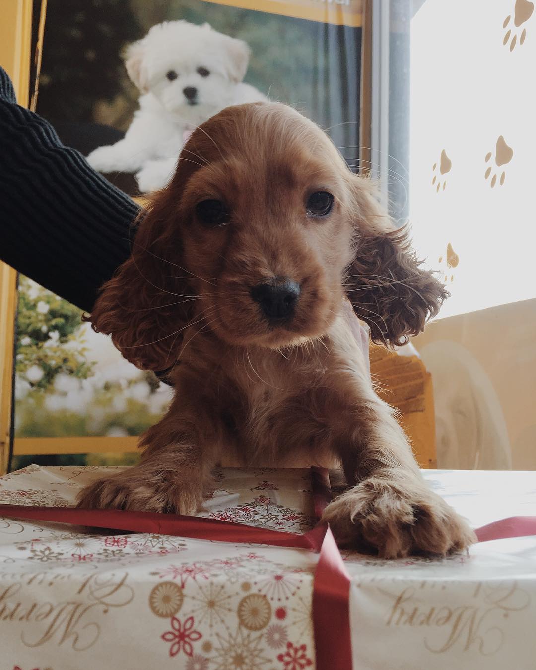 Këlysh Cocker Spaniel ngjyrë kafe – My Pet Shop