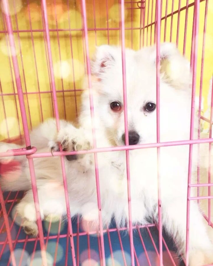 Këlysh qeni i bardhë në kafaz – My Pet Shop
