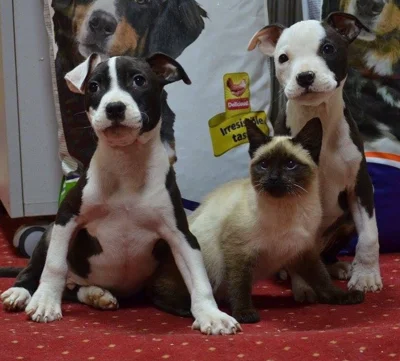Këlyshë American Stafford dhe mace siameze
