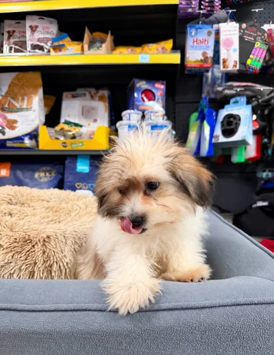 Qenush Shih Tzu