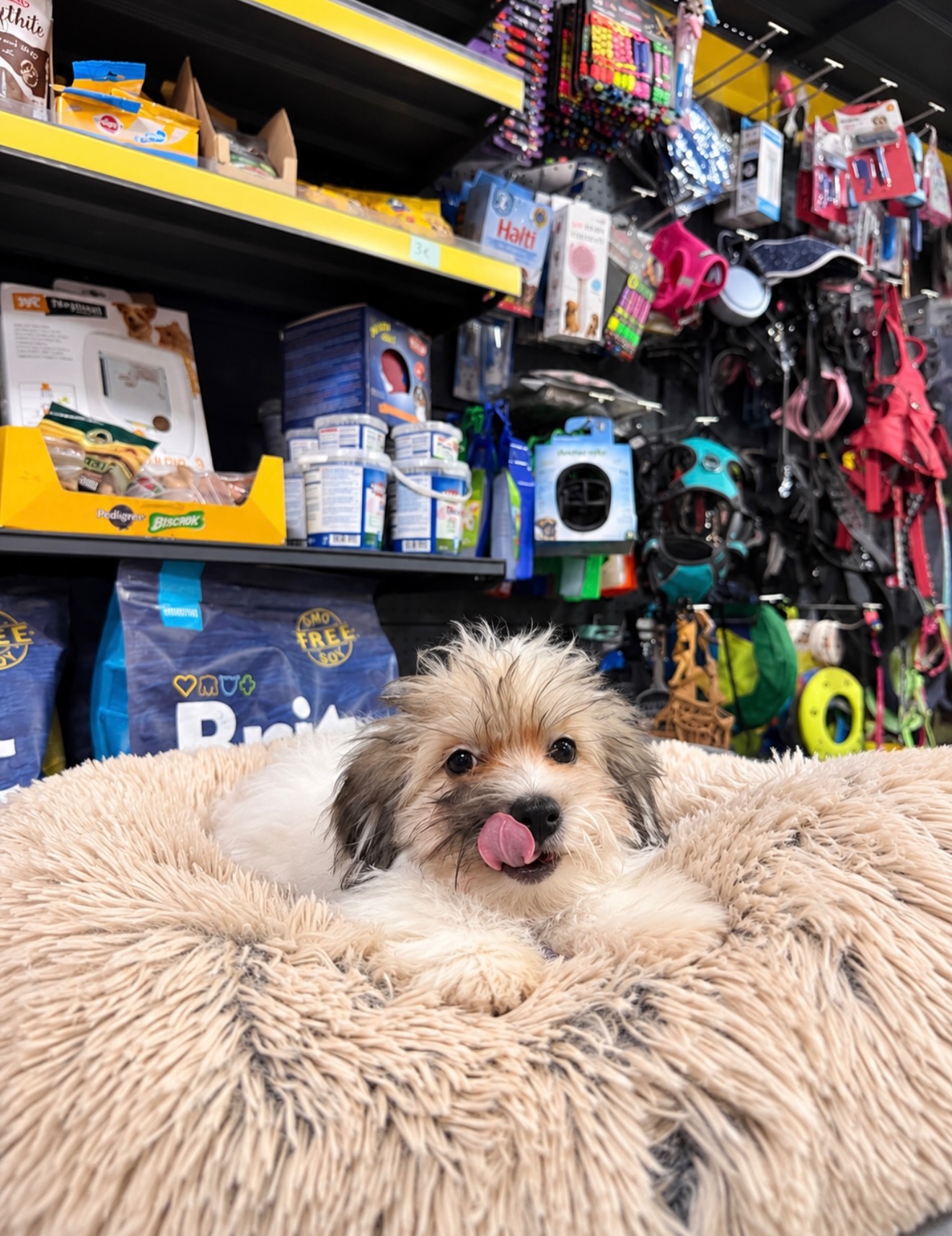 Qenush Shih Tzu – PetShop Beta (2)