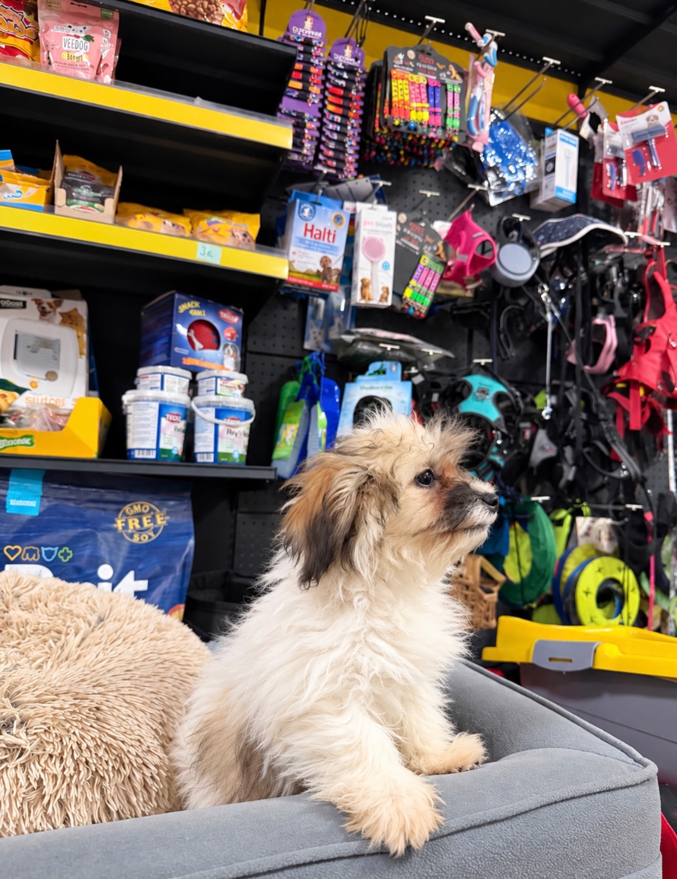 Qenush Shih Tzu – PetShop Beta (3)