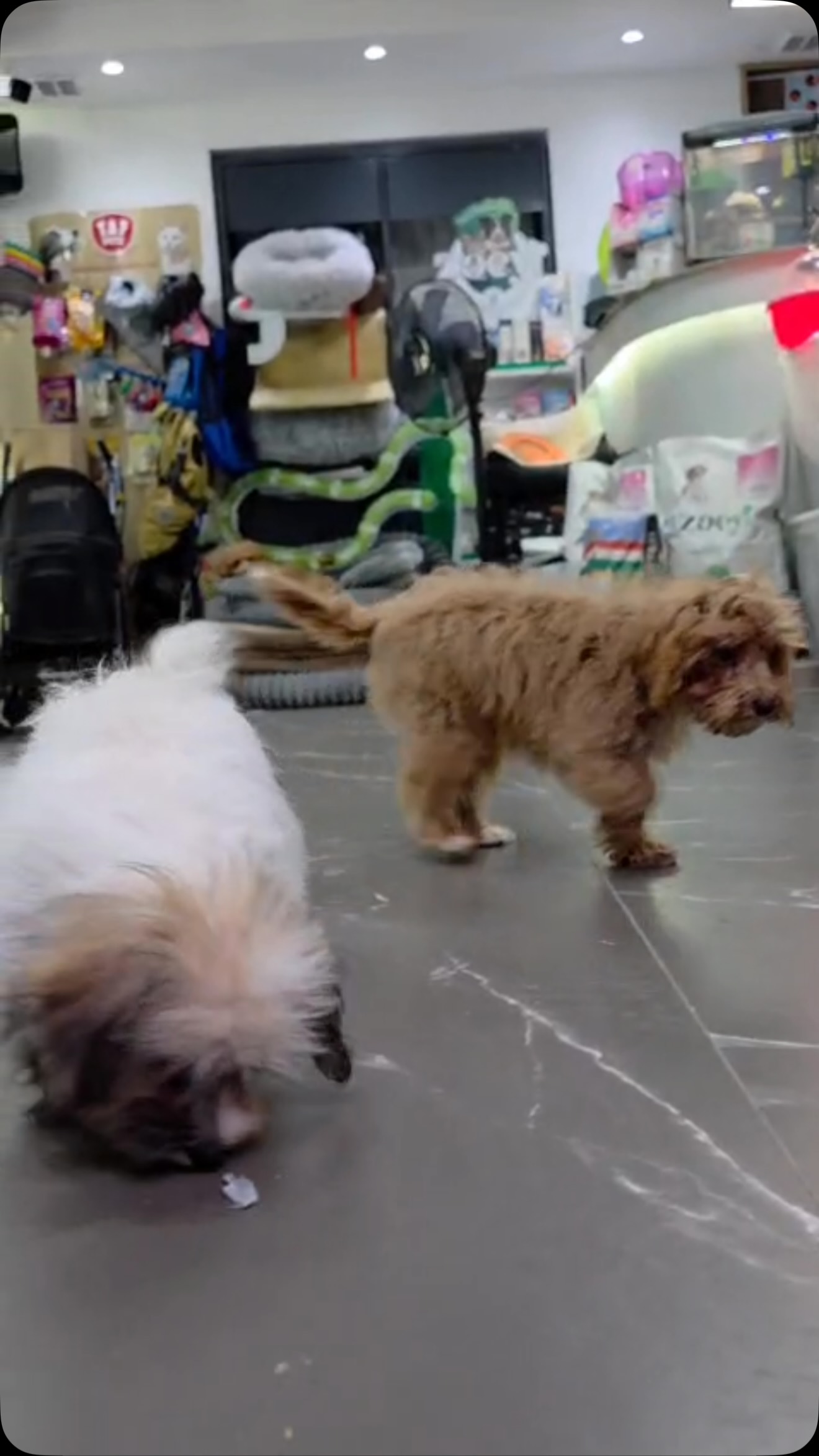 Qenushë Poodle dhe Shih Tzu – PetShop Beta