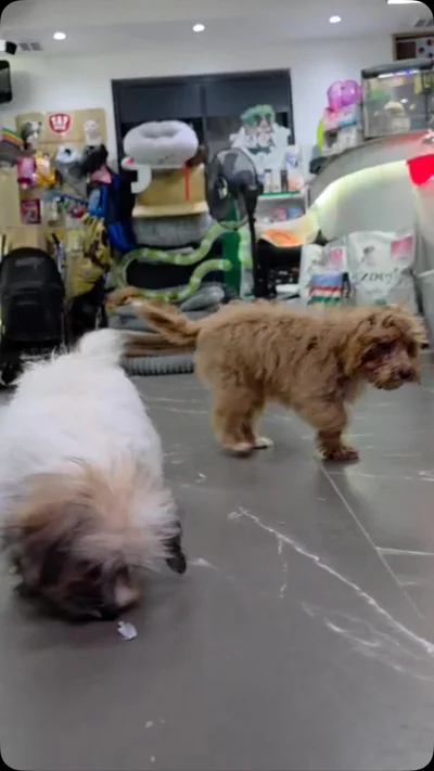 Qenushë Poodle dhe Shih Tzu