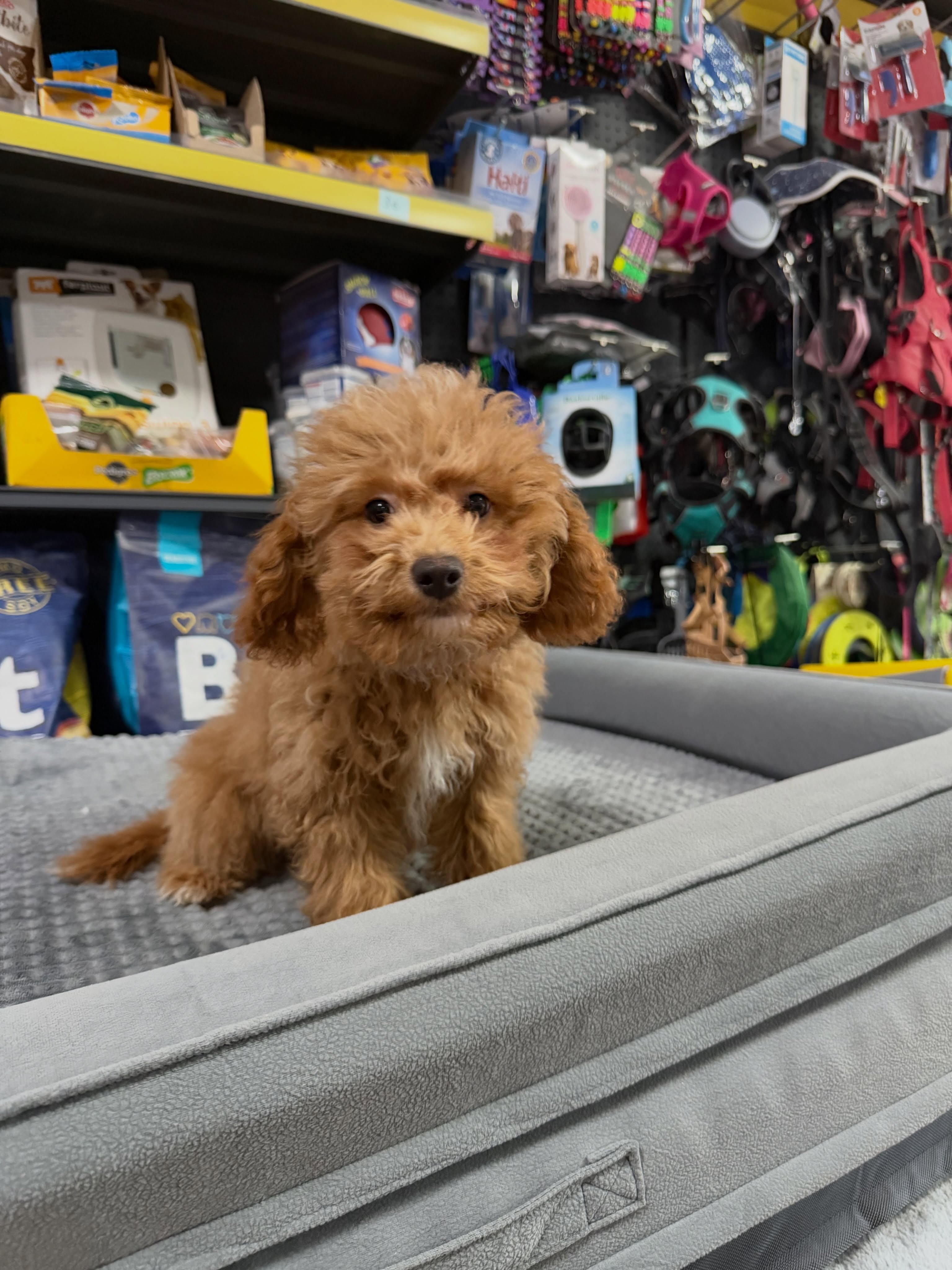Qenush Poodle ngjyrë kafe – PetShop Beta