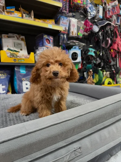 Qenush Poodle ngjyrë kafe