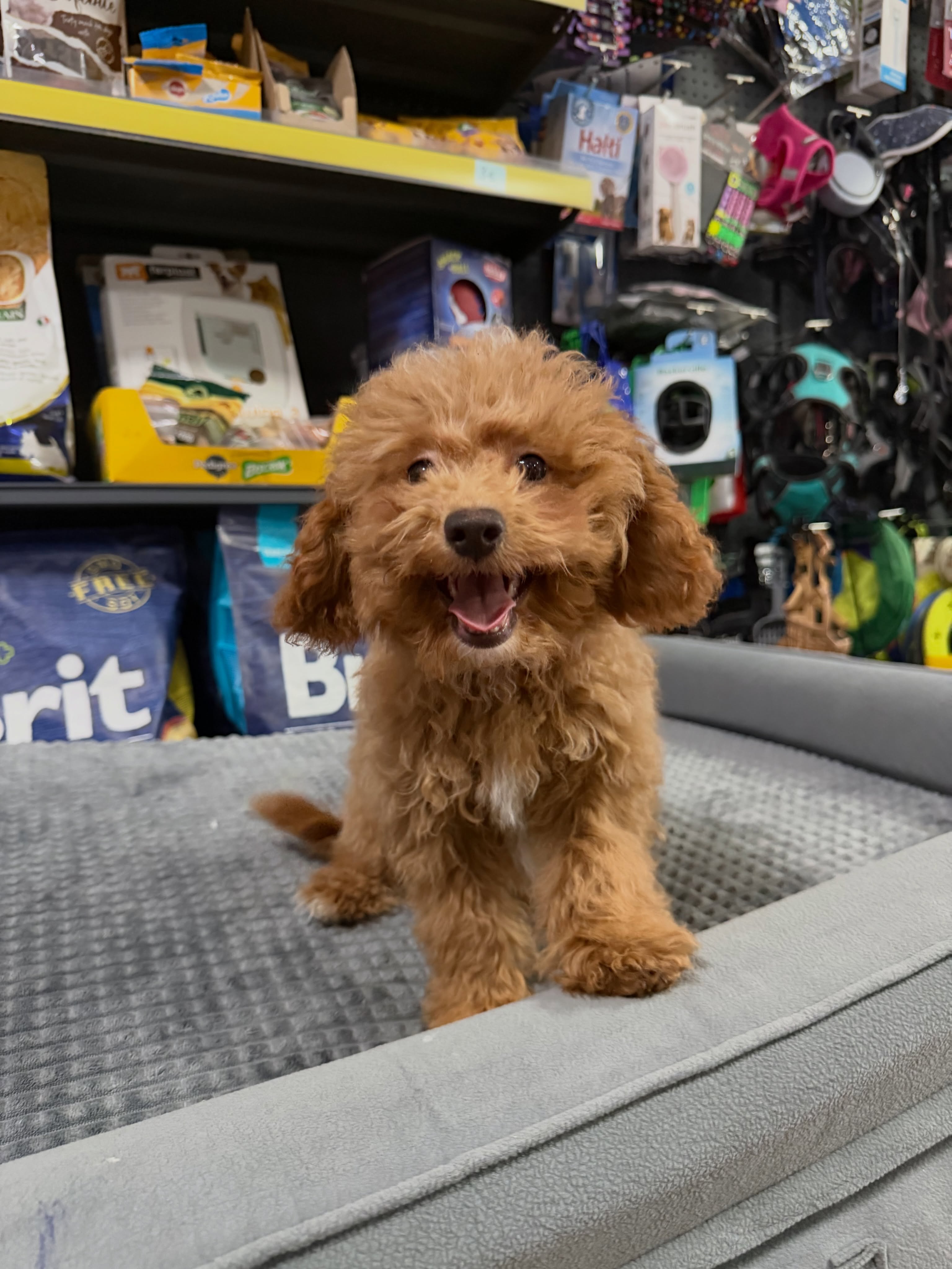Qenush Poodle ngjyrë kafe – PetShop Beta (2)