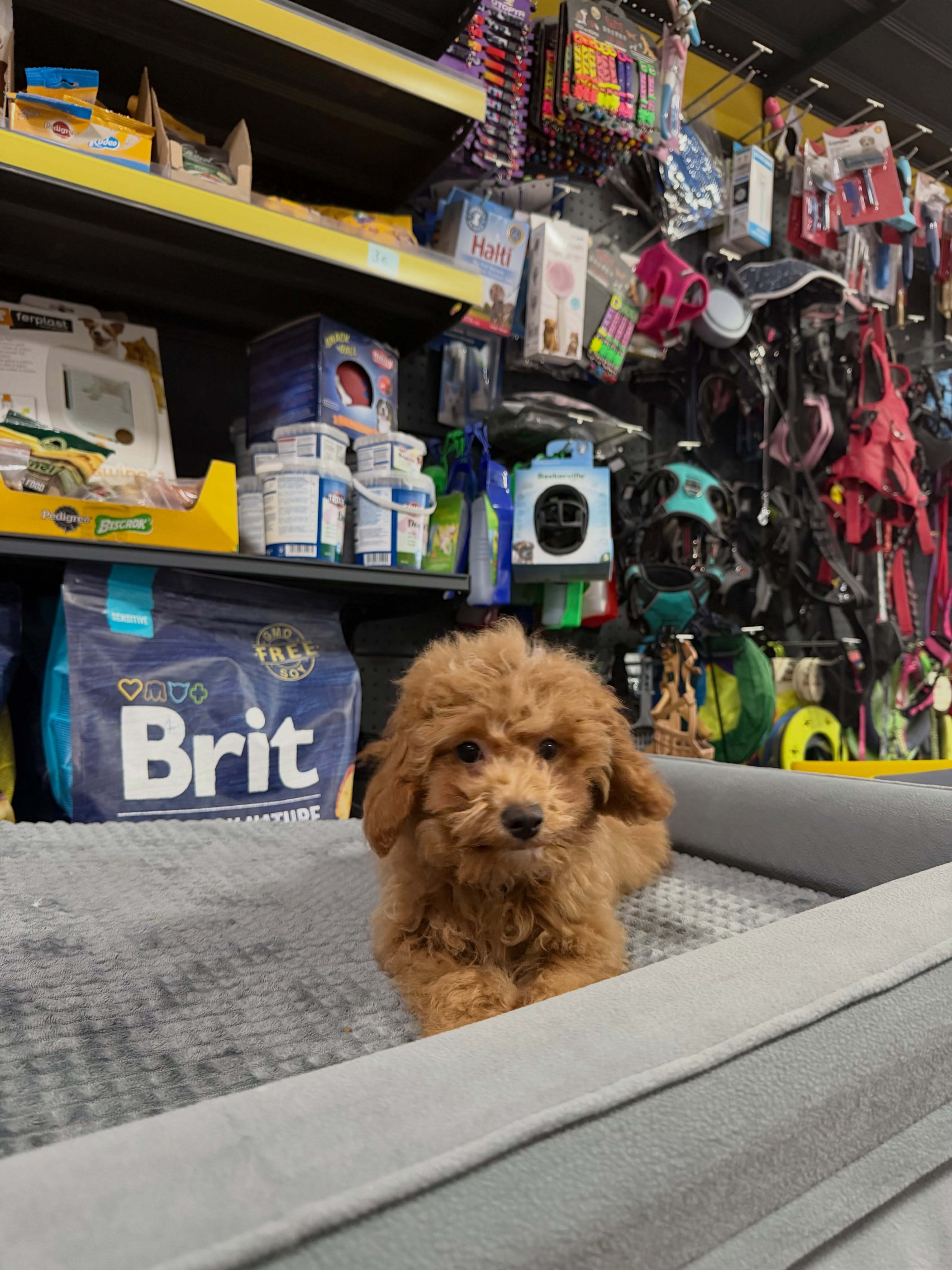 Qenush Poodle ngjyrë kafe – PetShop Beta (3)