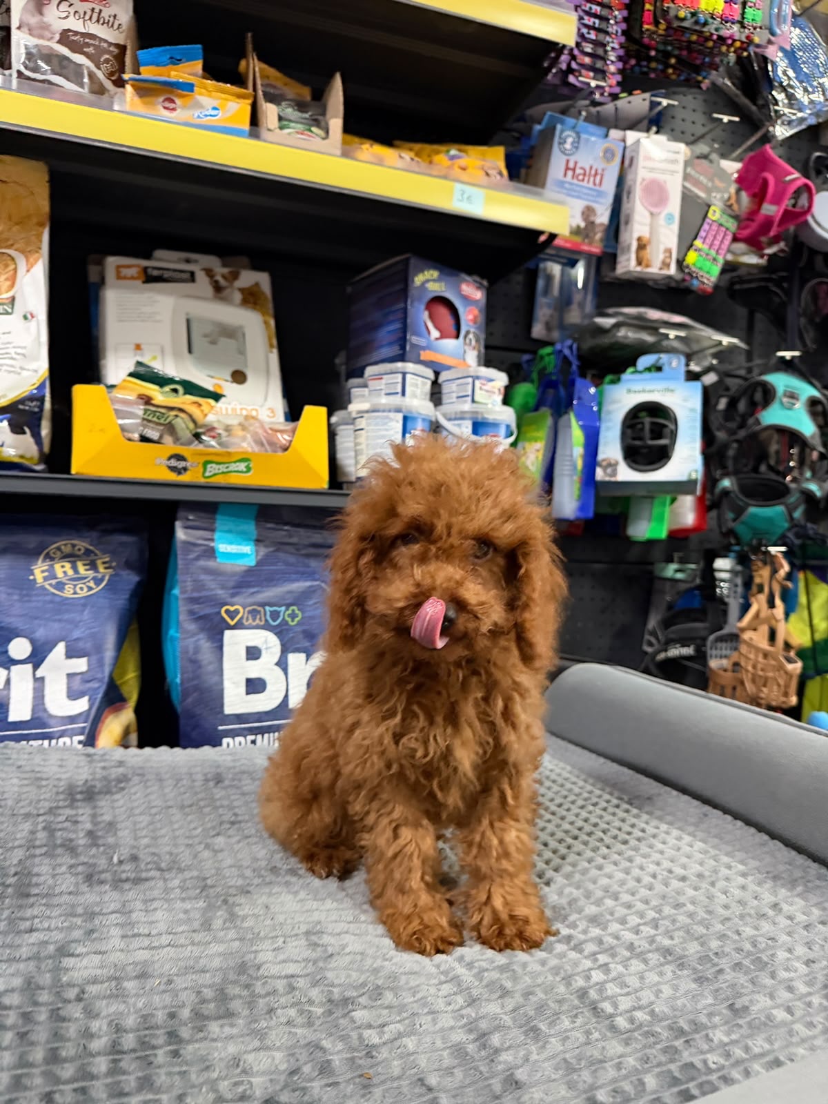Qenush Poodle ngjyrë kafe – PetShop Beta (4)