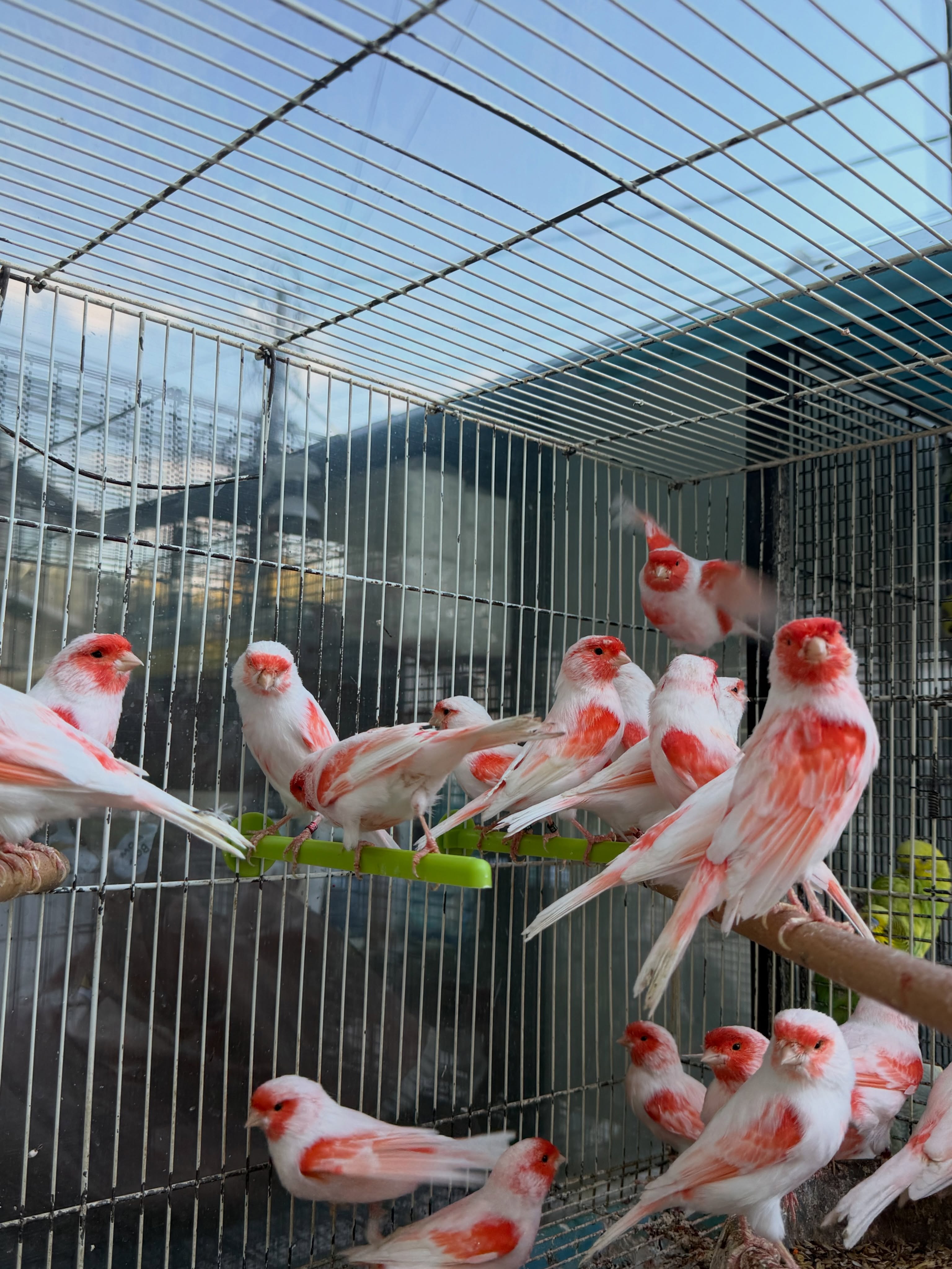 Zog kanarinë i racës mozaik – PetShop Beta (2)