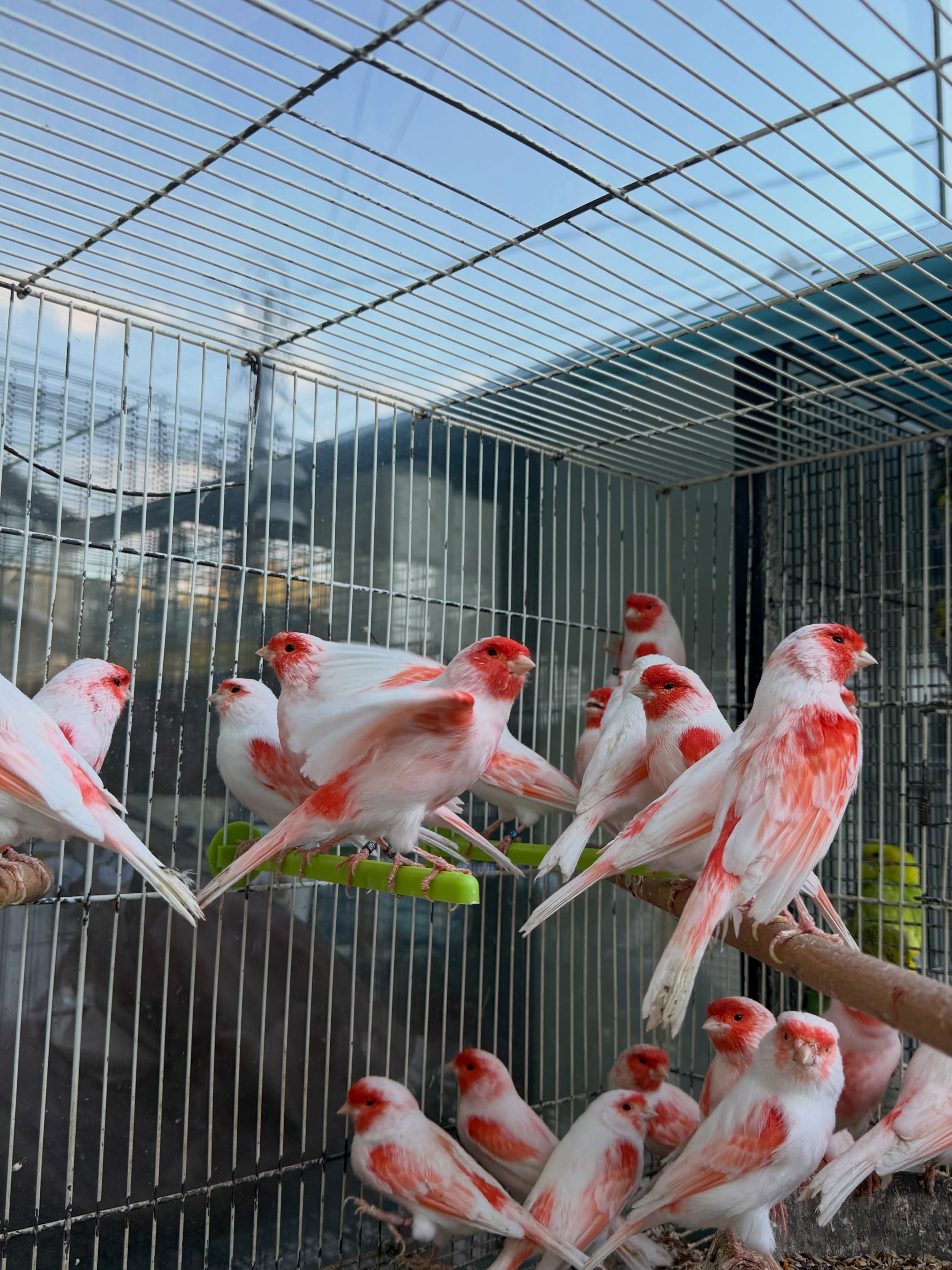 Zog kanarinë i racës mozaik – PetShop Beta (3)