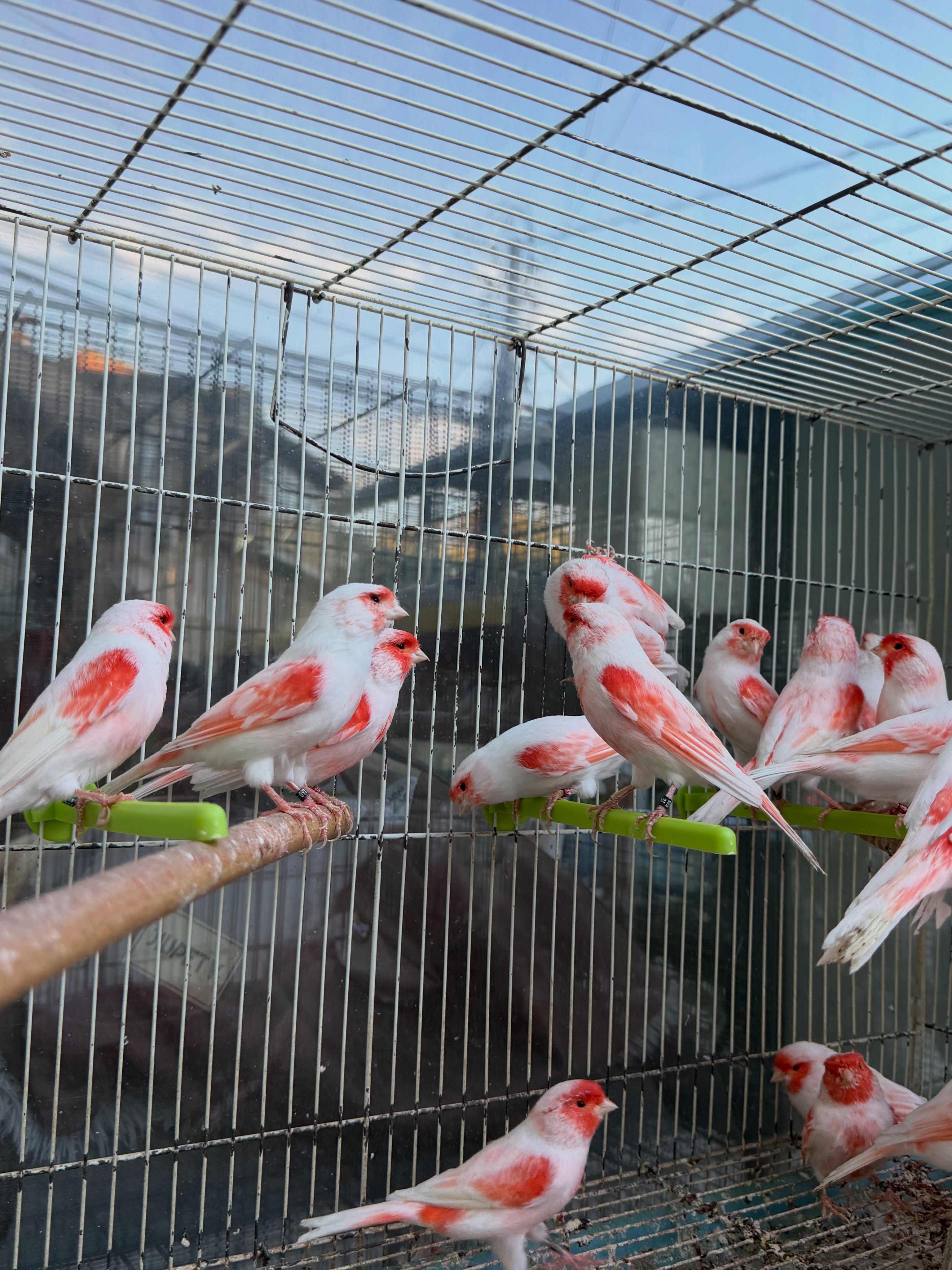 Zog kanarinë i racës mozaik – PetShop Beta (4)