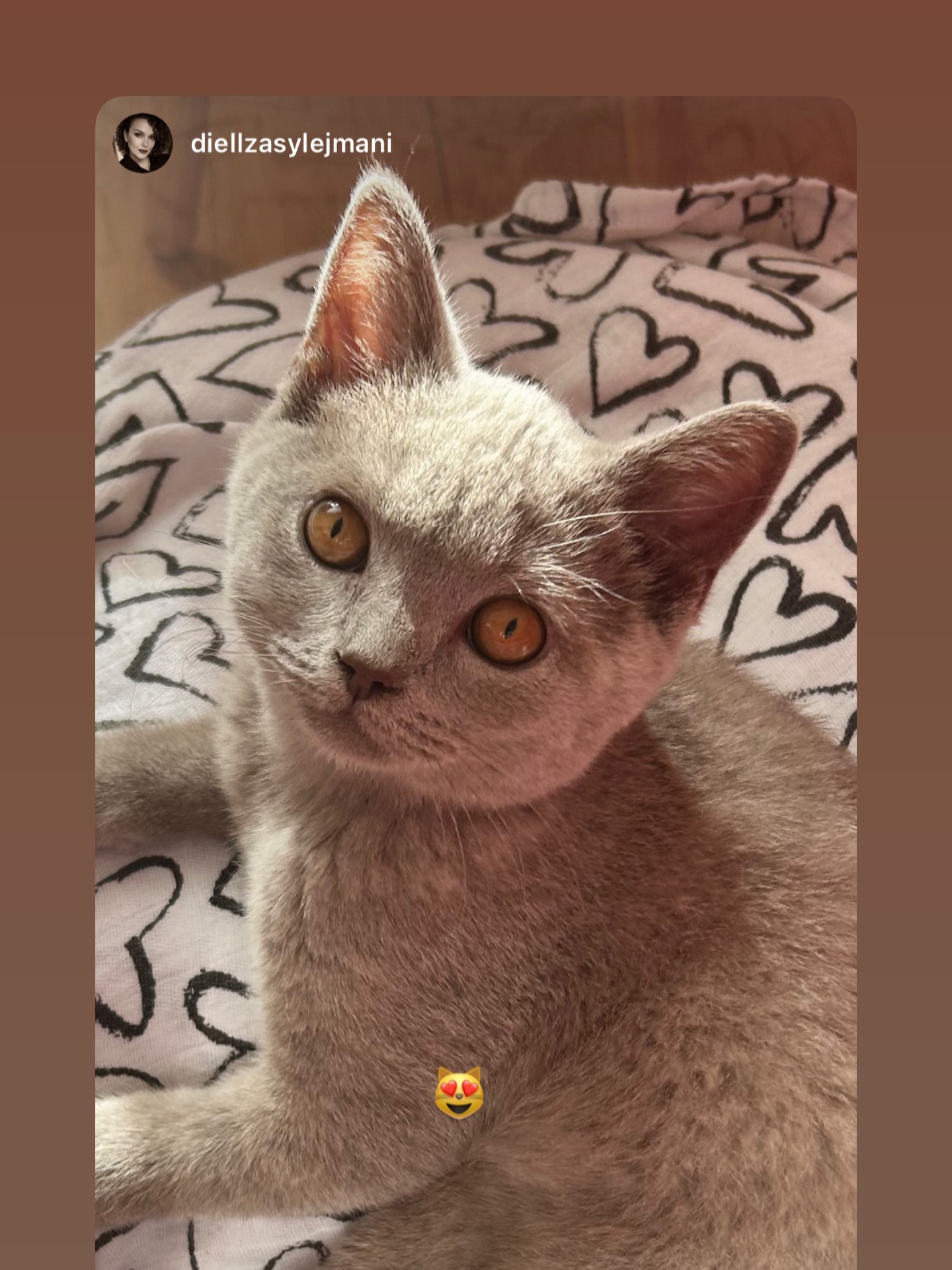 Mace British Shorthair – PetStore"Prishtina"