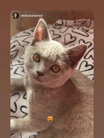 Mace British Shorthair