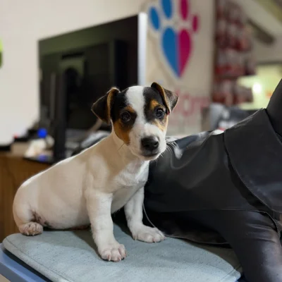 Qenush Jack Russell Terrier