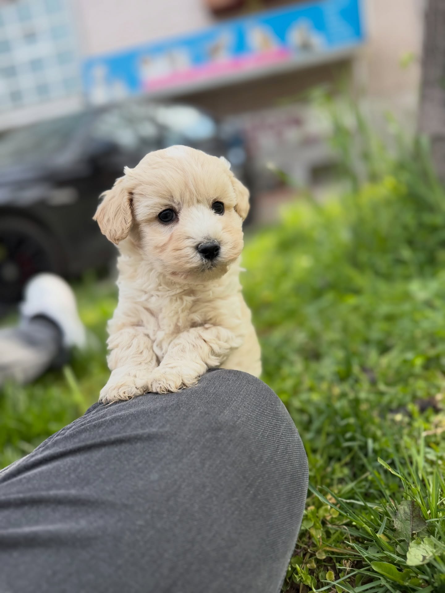 Qenush i racës Maltipoo – PetStore"Prishtina"