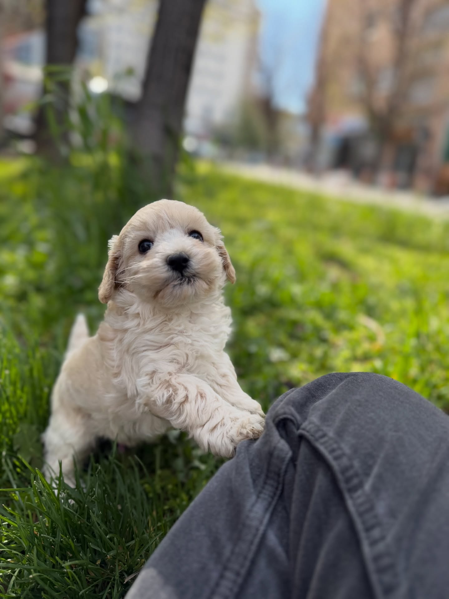 Qenush i racës Maltipoo – PetStore"Prishtina" (2)