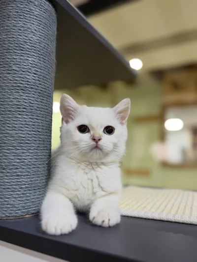 Mace British Shorthair
