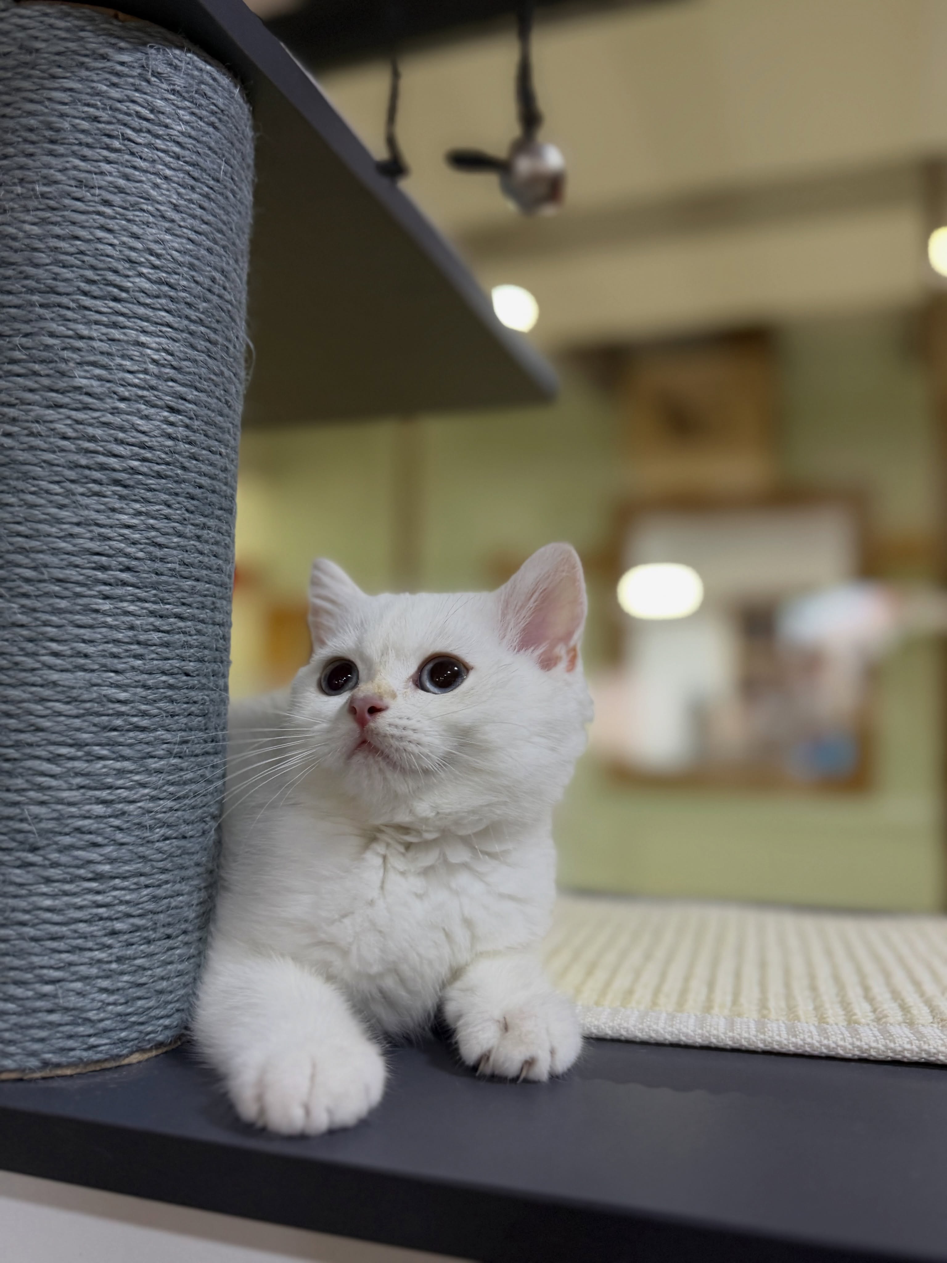 Mace British Shorthair – PetStore"Prishtina" (2)