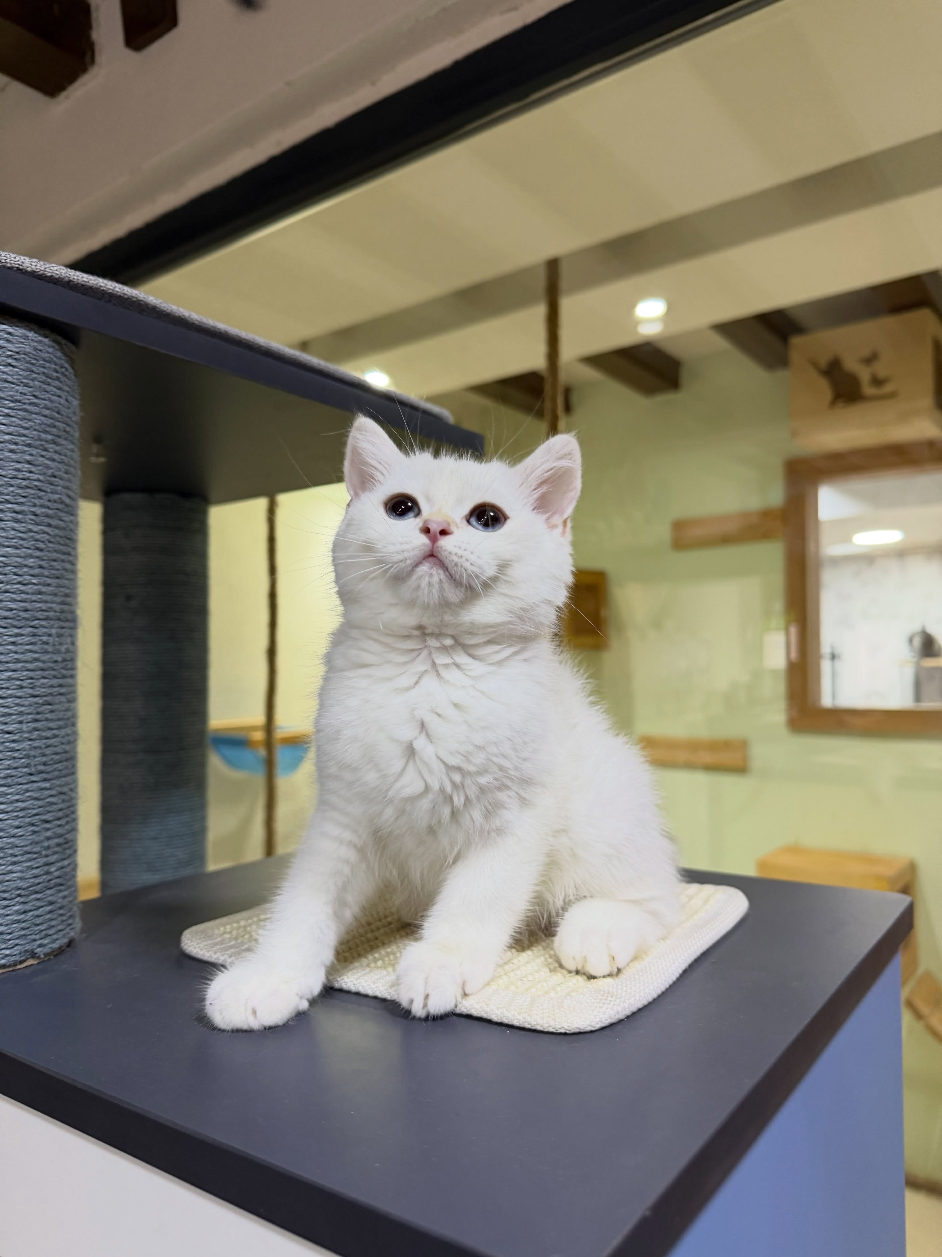 Mace British Shorthair – PetStore"Prishtina" (3)