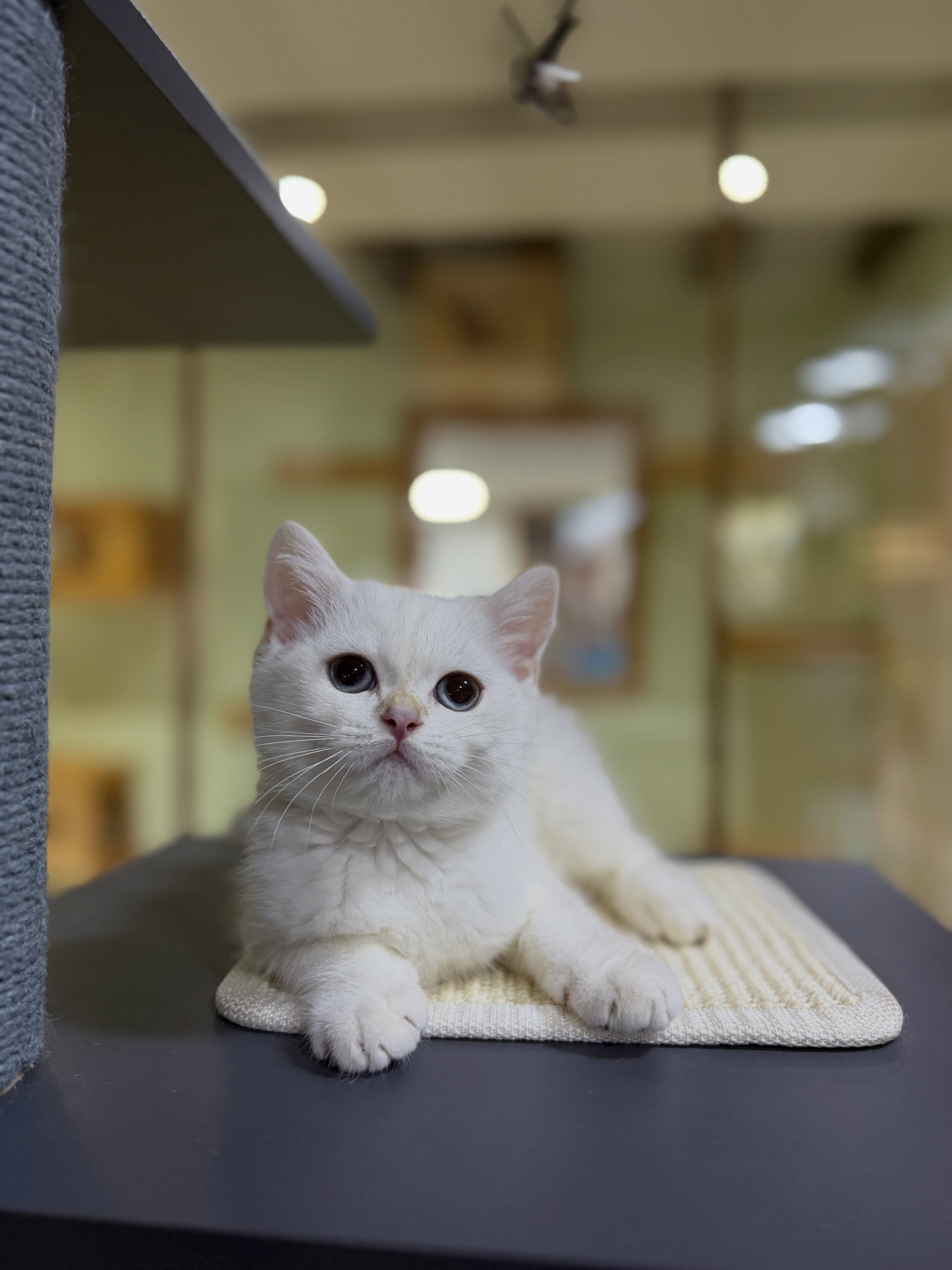 Mace British Shorthair – PetStore"Prishtina" (4)
