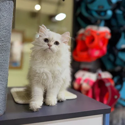 Mace British Longhair