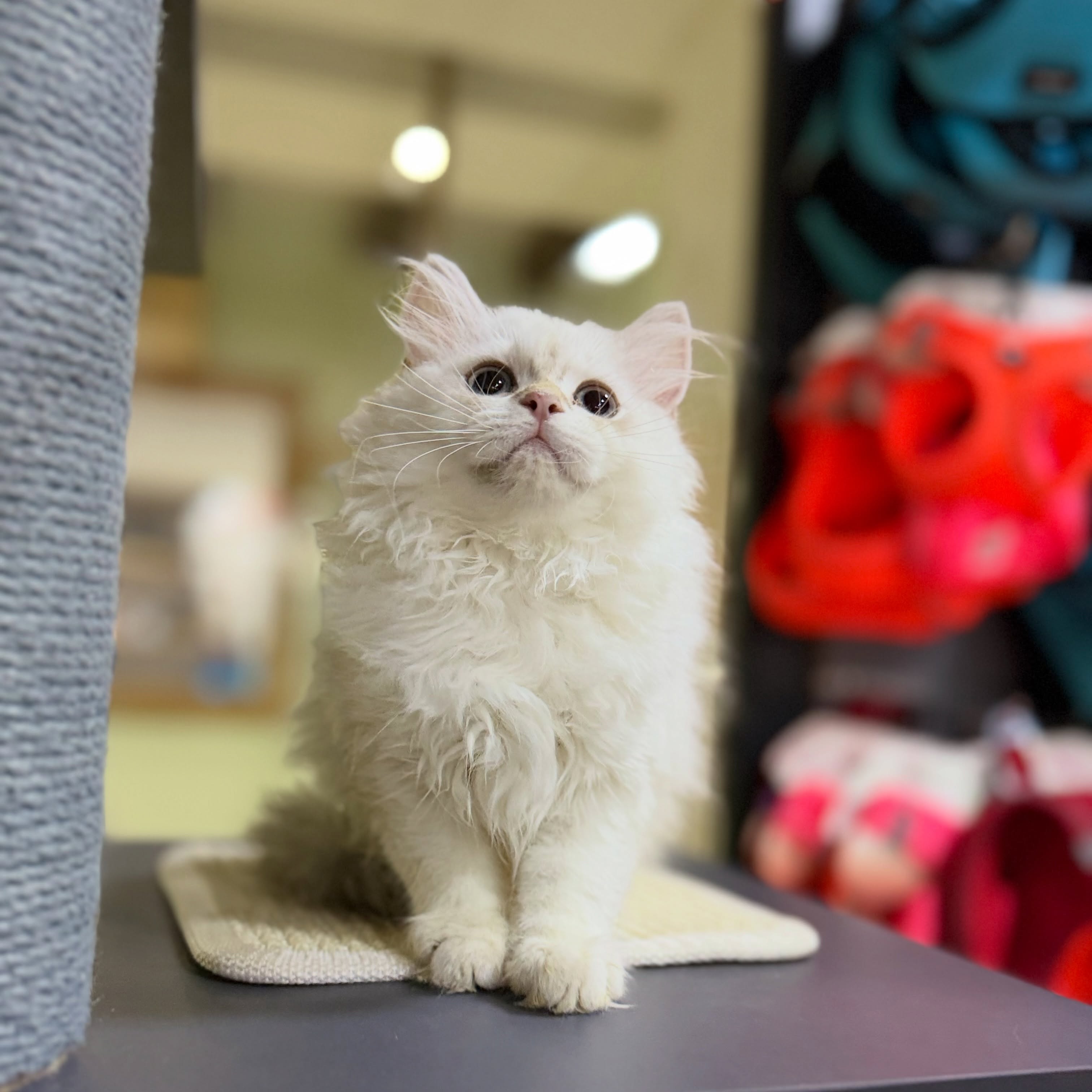 Mace British Longhair – PetStore"Prishtina" (2)